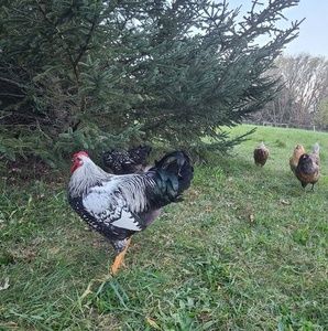 Meet your Posher, Abigail